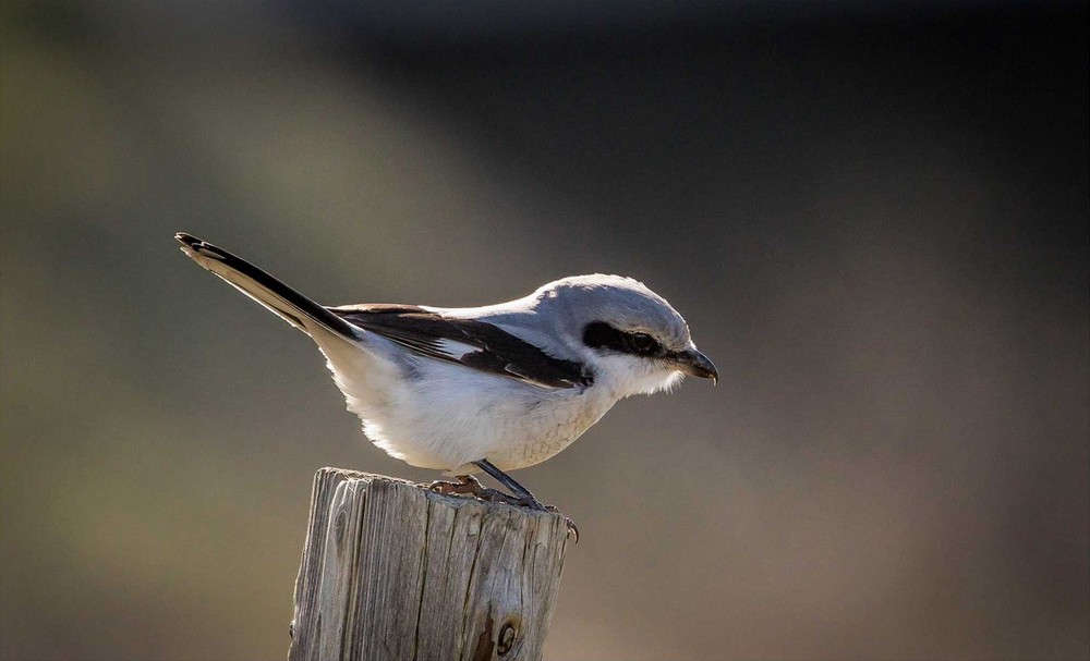 www.deutsche-vogelstimmen.de